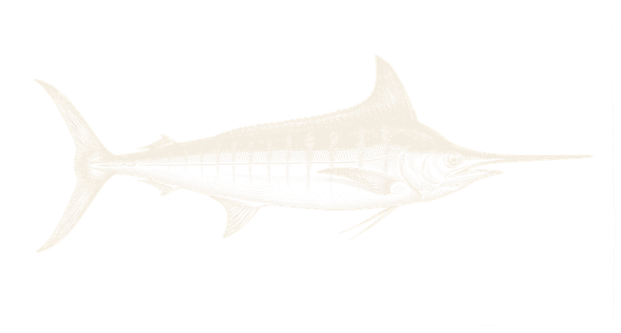 Gravure-illustratie van een blauwe marlin