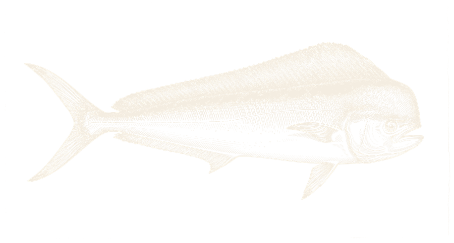 Gravure-illustratie van een mahi-mahi