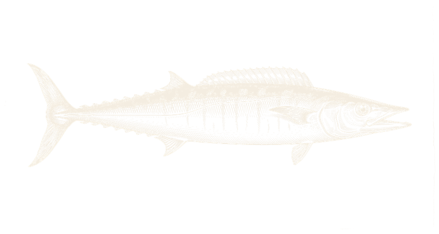 Gravure-illustratie van een wahoo
