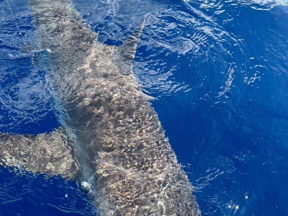 Een grote haai naast de boot in het diepblauwe water voor Bonaire